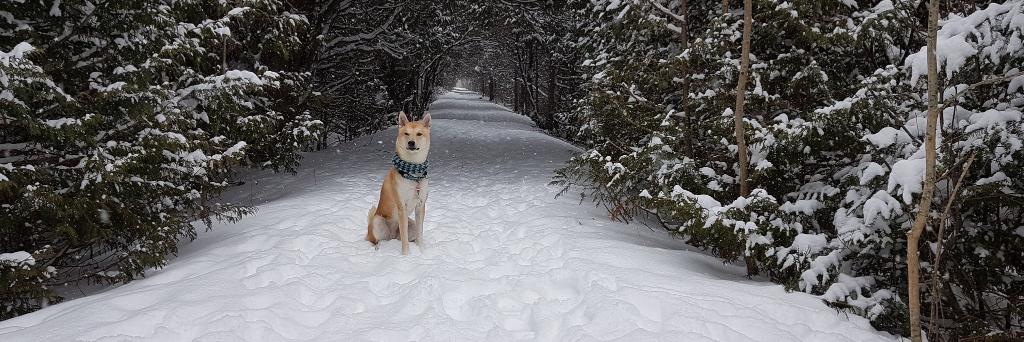 FestiveFerret's profile banner image