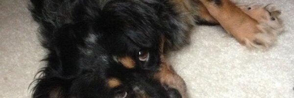 Josh10963 Profile Banner