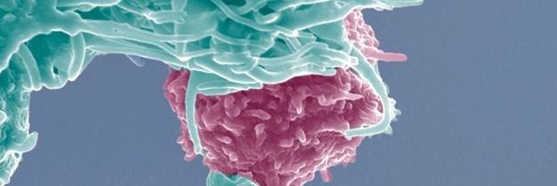 Quentin Riller banner