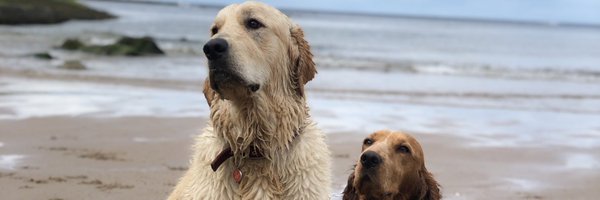 RyanDodds6 Profile Banner