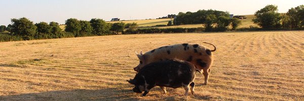 foodborn Profile Banner