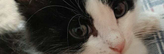 caklitlibaklava's profile banner image