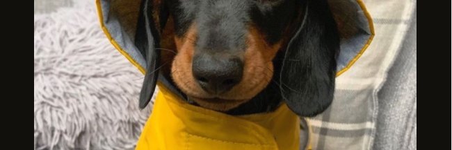 dachsiefan's profile banner image