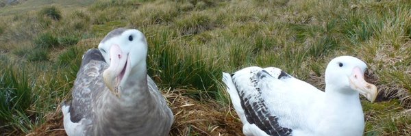 lucy_seabirds Profile Banner