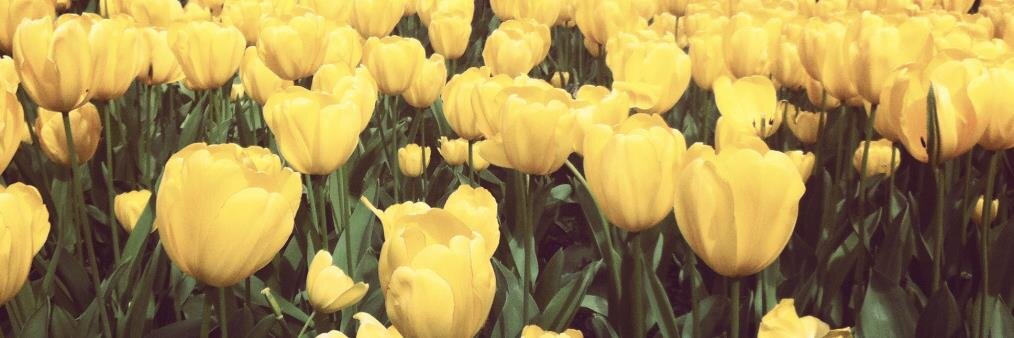 AlisonLeahy's profile banner image