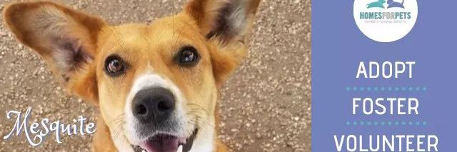 HomesForPets's profile banner image