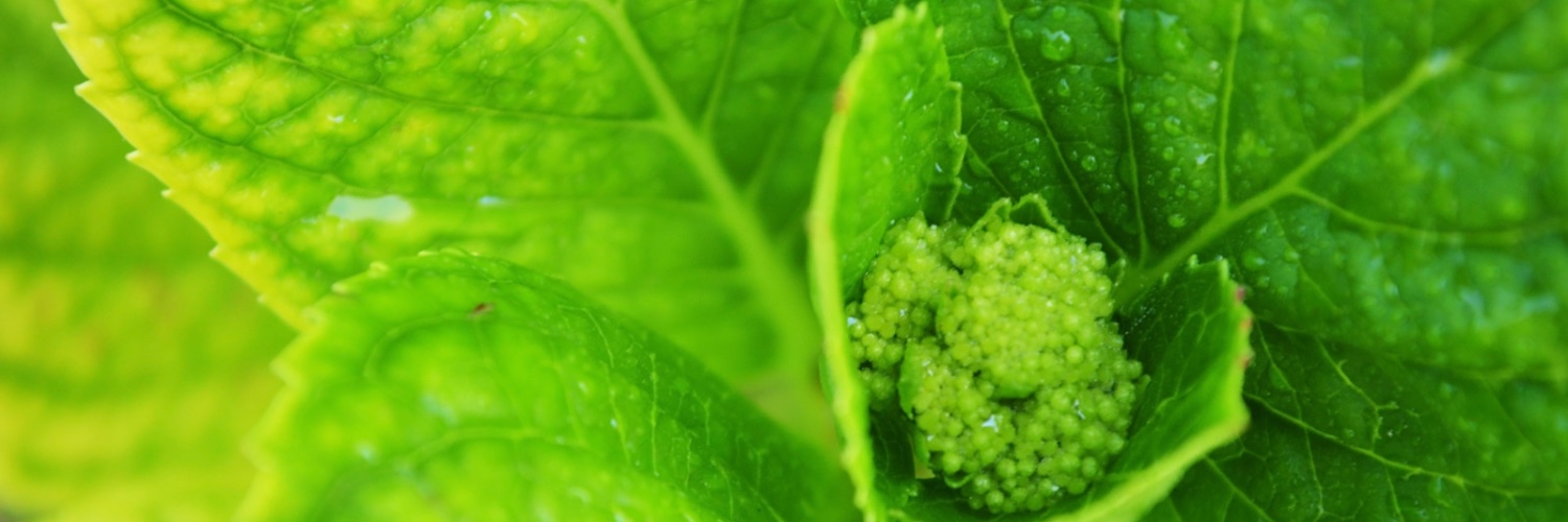 ElisabethHallMD's profile banner image