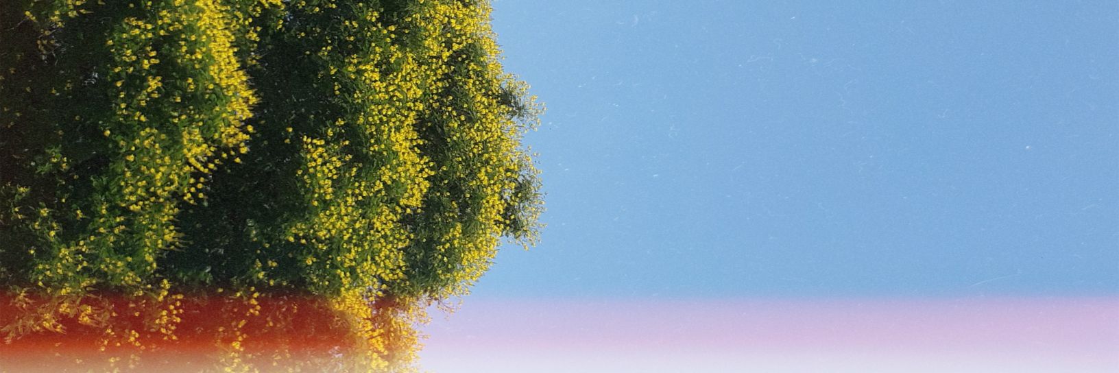 lauaroca's profile banner image