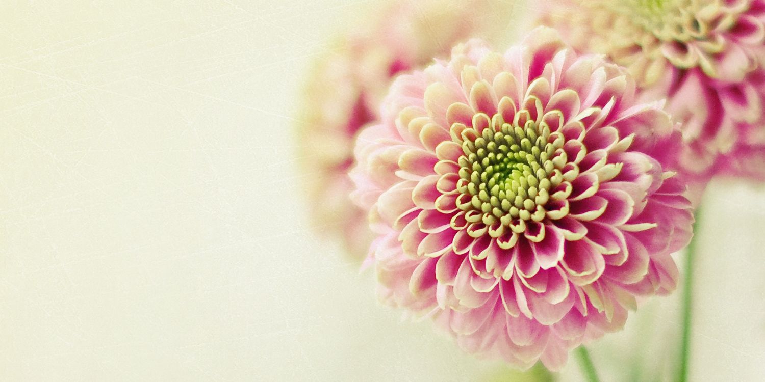 zoined's profile banner image