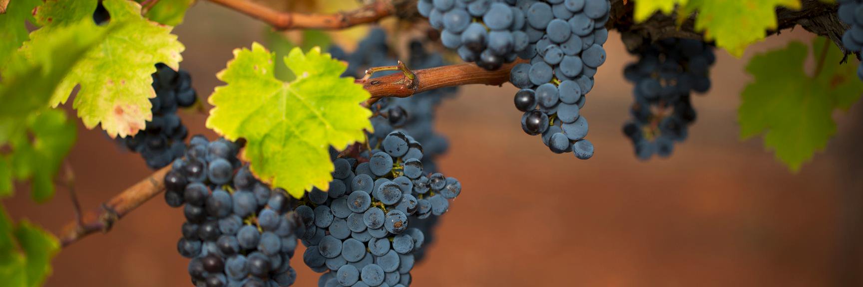 StHugoWines's profile banner image