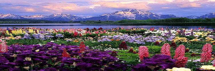 Flores_Plantas's profile banner image