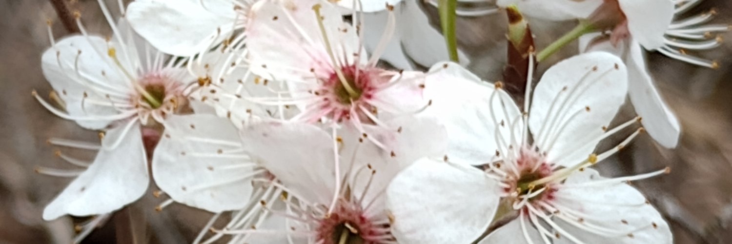 Rieden O'Connor🐭🐞🌸 banner