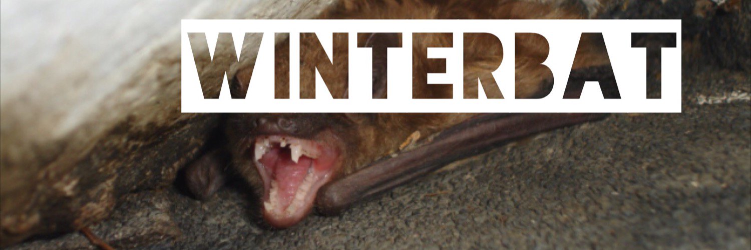 wINTER bAT banner