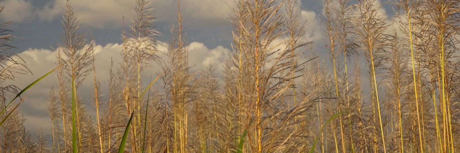 sallyrssll's profile banner image