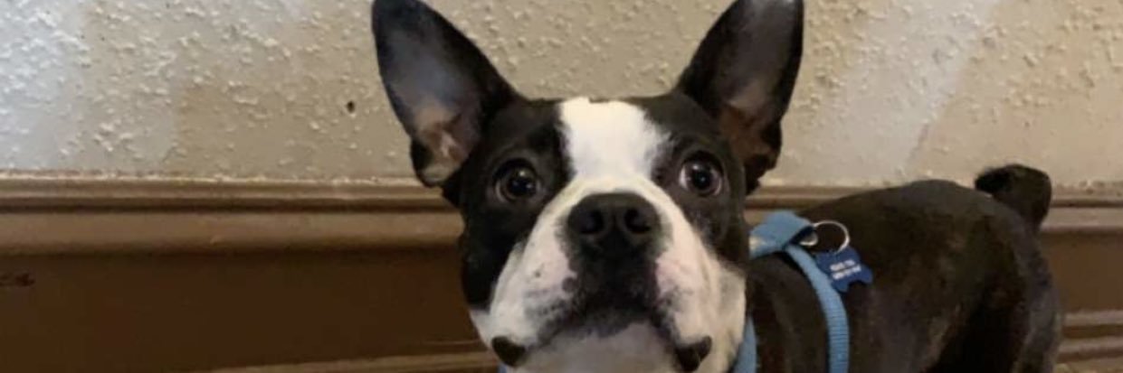 antglorioso's profile banner image