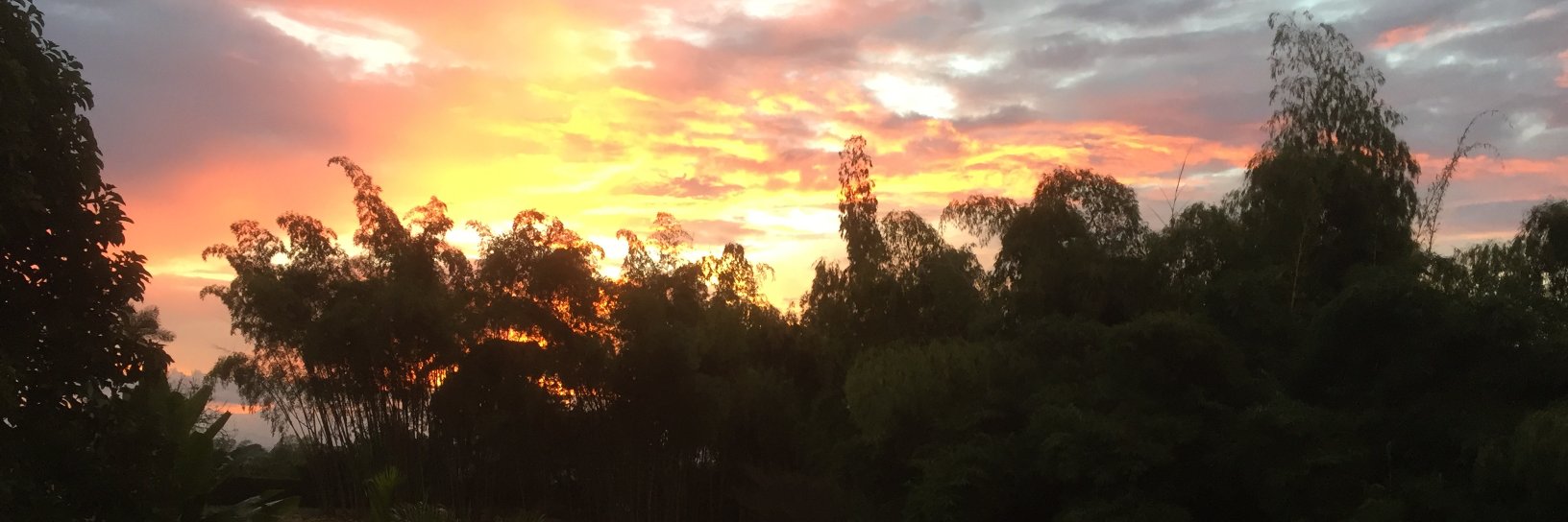 Jaime Palmera banner