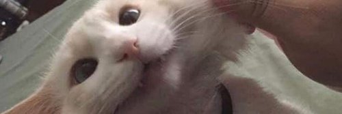Minicias_'s profile banner image