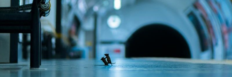 Penguin00425's profile banner image