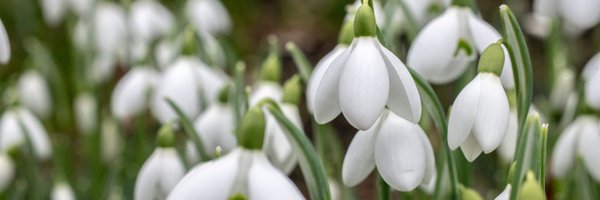 TheBotanics Profile Banner