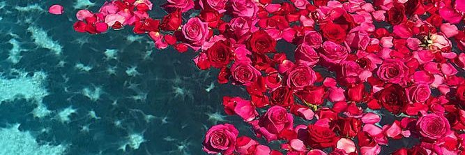 iamceciliarod's profile banner image