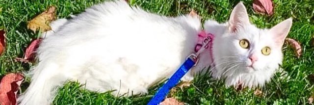 SnowCatDog's profile banner image