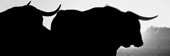 #CDMXsinTauromaquia banner