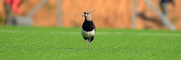 Rodrigo Frioni banner