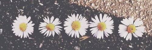 summer_rewis's profile banner image