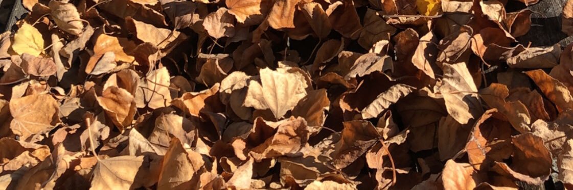 AVondrachek's profile banner image