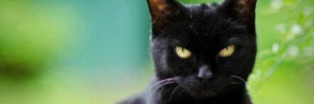 blackekat's profile banner image