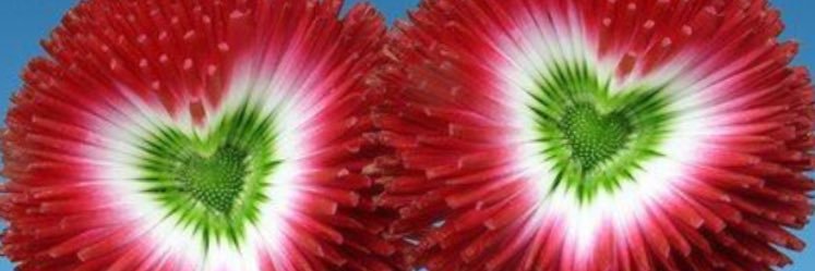 Tracy Cracknell banner