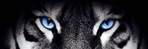 _SuccessChaser's profile banner image