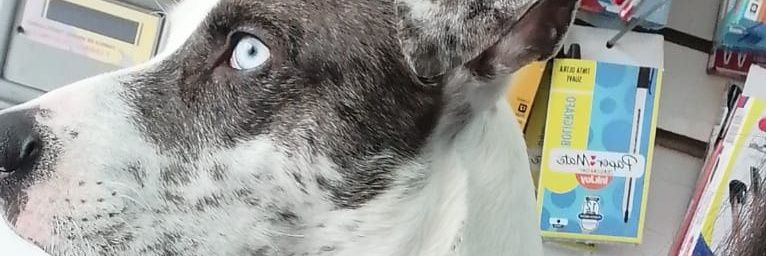 MadanishaB's profile banner image