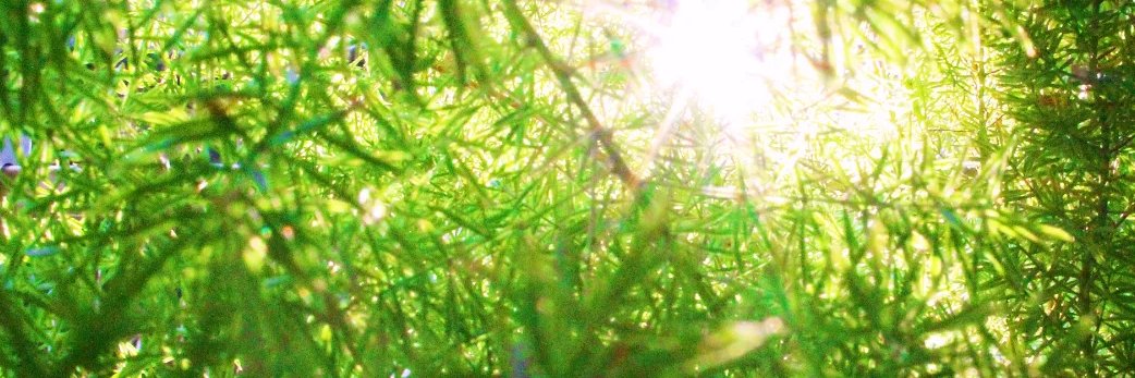 irene c. banner