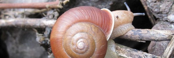 paengnomom Profile Banner