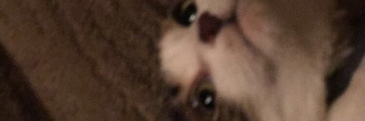 TheNimbot's profile banner image