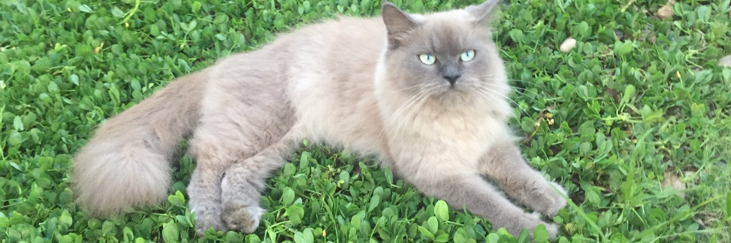 paeepull's profile banner image