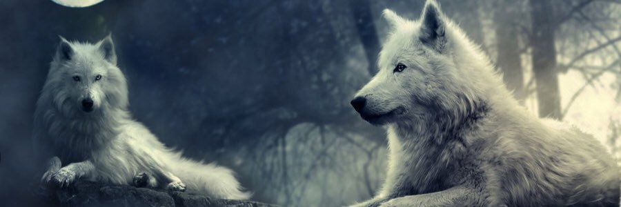 libbywebster666's profile banner image