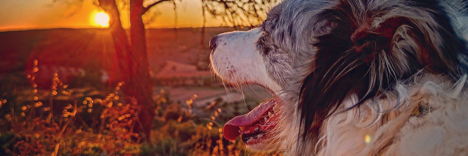 _Wesfalia_'s profile banner image