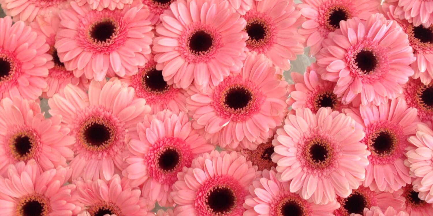 cupcakekerr's profile banner image