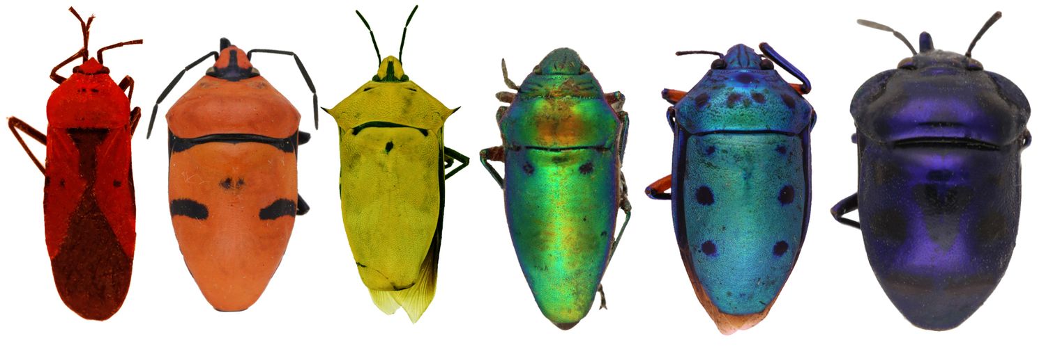 Sariana Faure banner