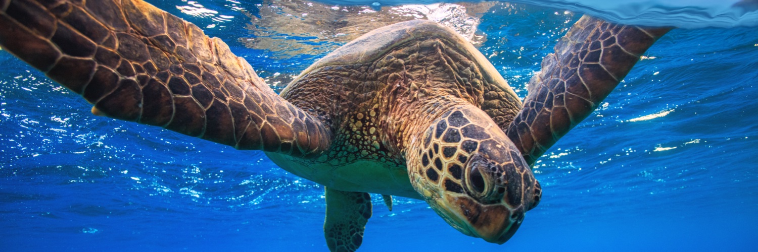 Dusit Thani Maldives banner