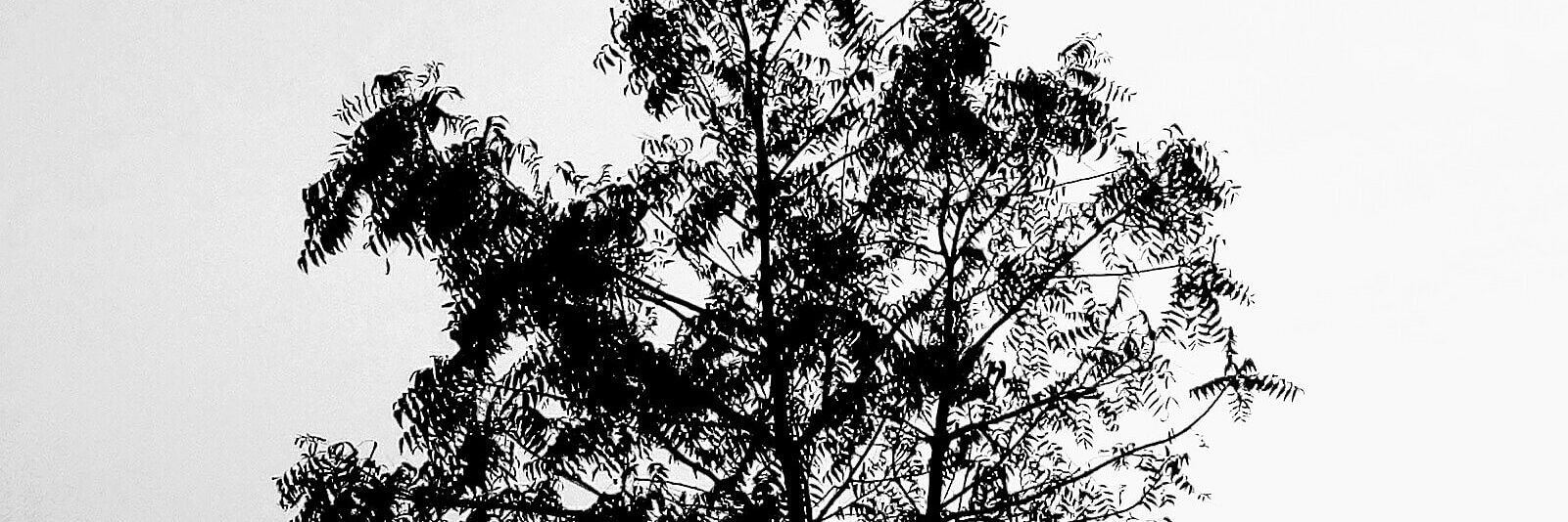 rosoogullaa's profile banner image