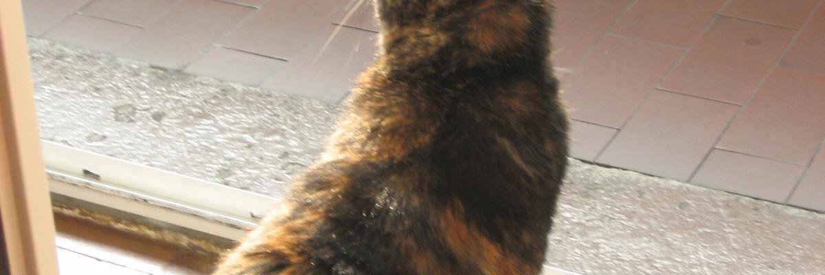 morgana_1956's profile banner image