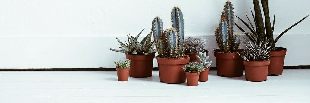 thalia_muniz_'s profile banner image