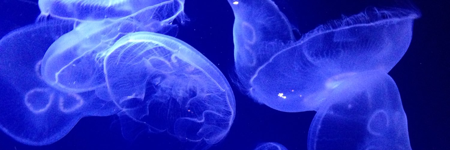 anakflo's profile banner image