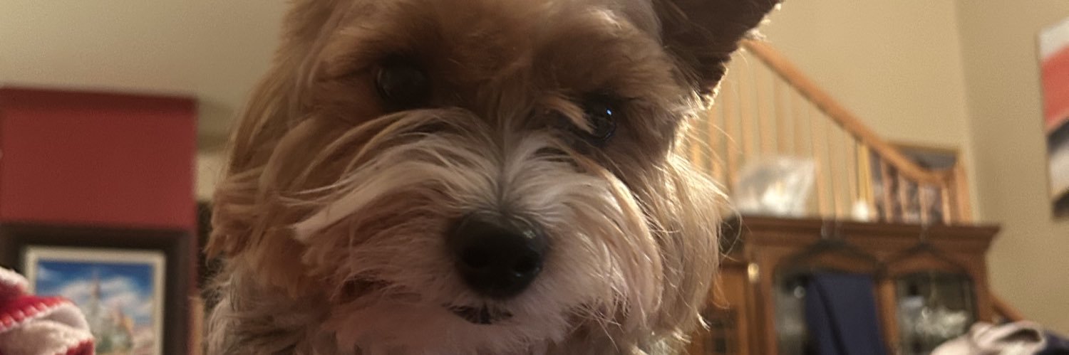 Stingrazer's profile banner image