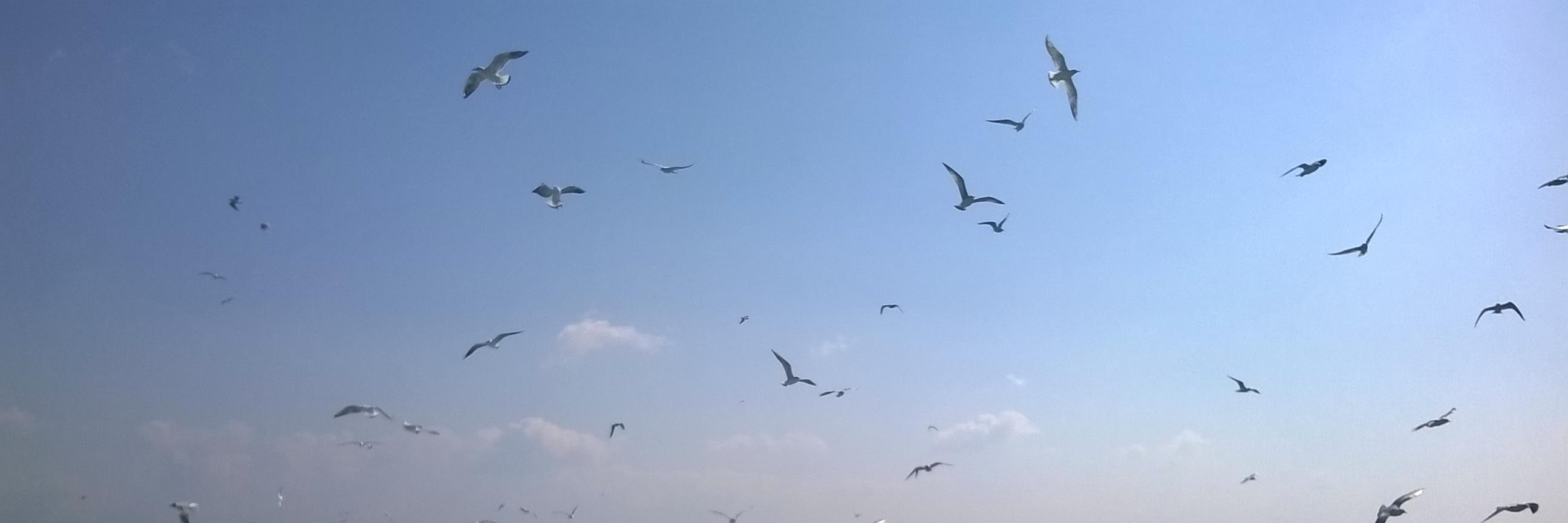 gyalmis's profile banner image