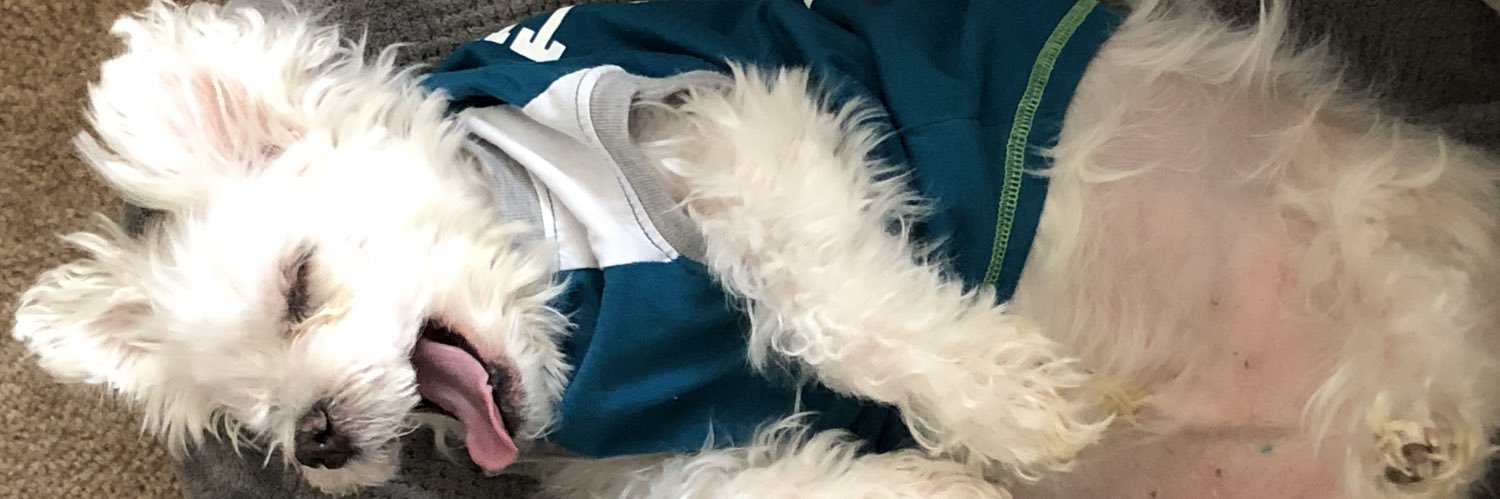 FoxySashy's profile banner image