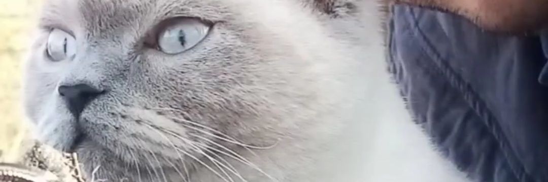 cakarrr's profile banner image